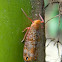 Lophopid planthopper