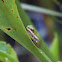 Green Treefrog