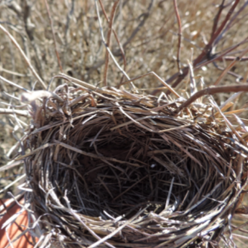 Bird nest