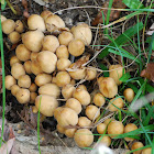 Mica Cap Mushroom