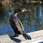 Double-crested Cormorant