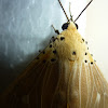 Asota  Moth
