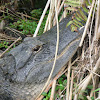 Aligator Americano - Lagarto - American Alligator