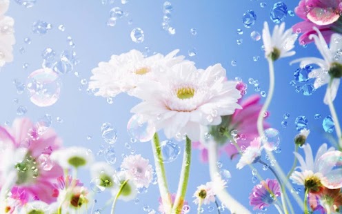 How to install Daisy wallpaper 1.0 mod apk for bluestacks