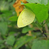 Grass Yellow Butterfly