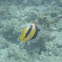 Red Sea Bannerfish