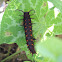 Pipevine caterpillar