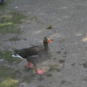 Greylag Goose