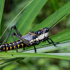 Gaudy Grasshopper