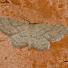 Small engrailed