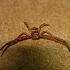 Crab spider (male)