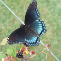 Red spotted purple