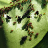 Aphids and lady bug larvae