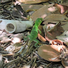 Mexican black spiny-tailed Iguana