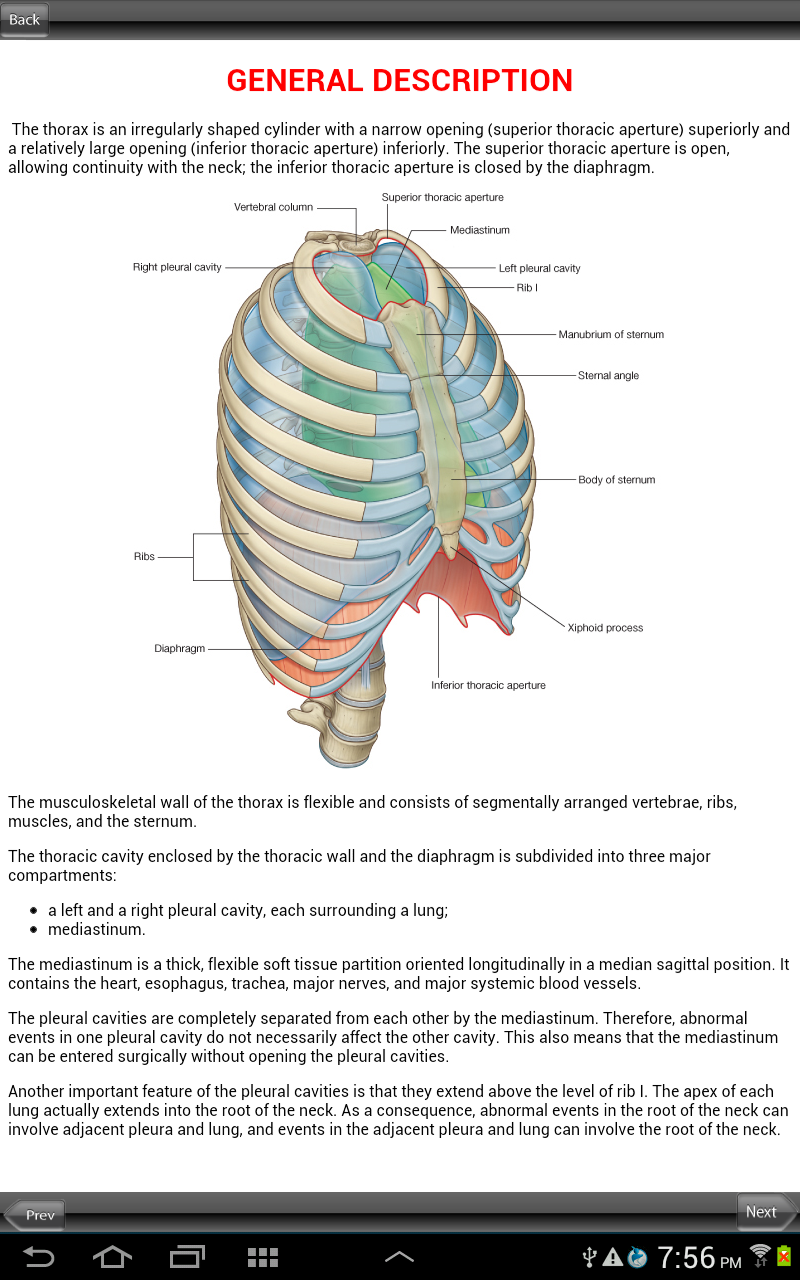 Grays Back and Thorax Screen 1