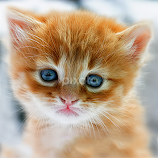 Kitten by John Phielix -  
