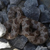 European (Mediterranean) Cat Snake