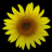 Sunflower LW + weather mobile app icon