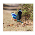 Indian Roller/ Blue Jay