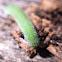 European White Cabbage Caterpillar