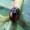 Twice-stabbed ladybugs mating