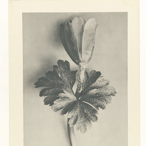 Plantstudie, Karl Blossfeldt, 1928 Rijksmuseum