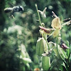 Bee&flower
