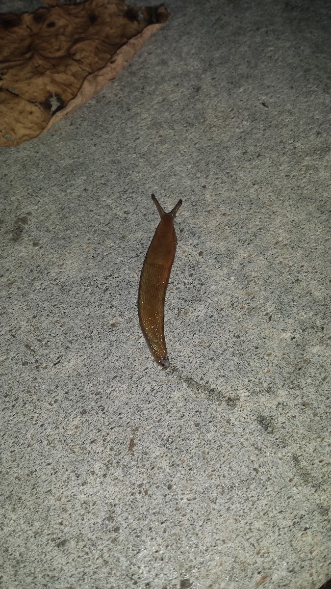 spotted garden slug
