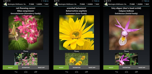 Washington Wildflowers -  apk apps