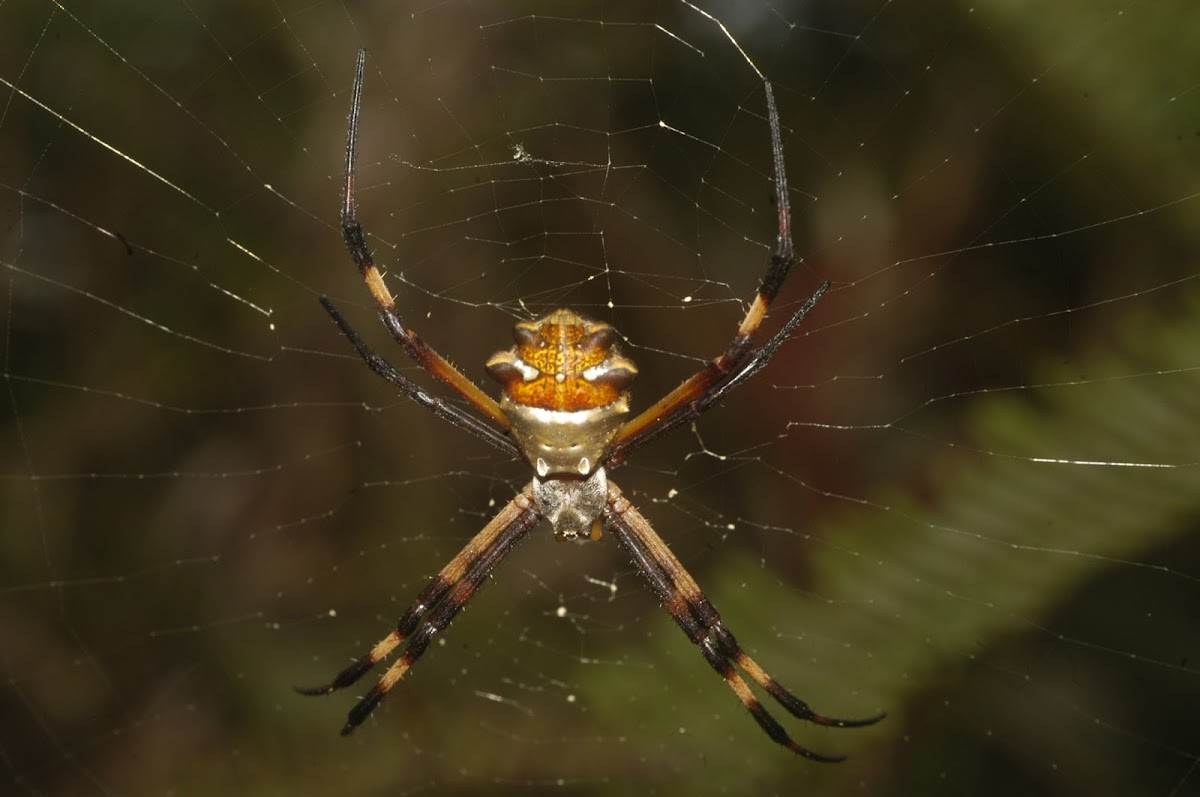 silver argiope