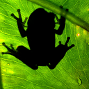 Frog Find mobile app icon