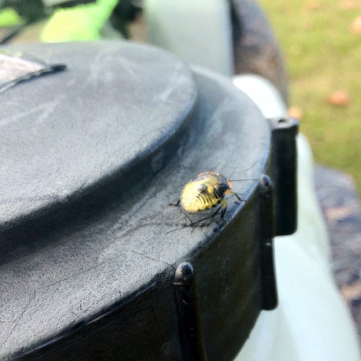 Green Stinkbug (nymph)