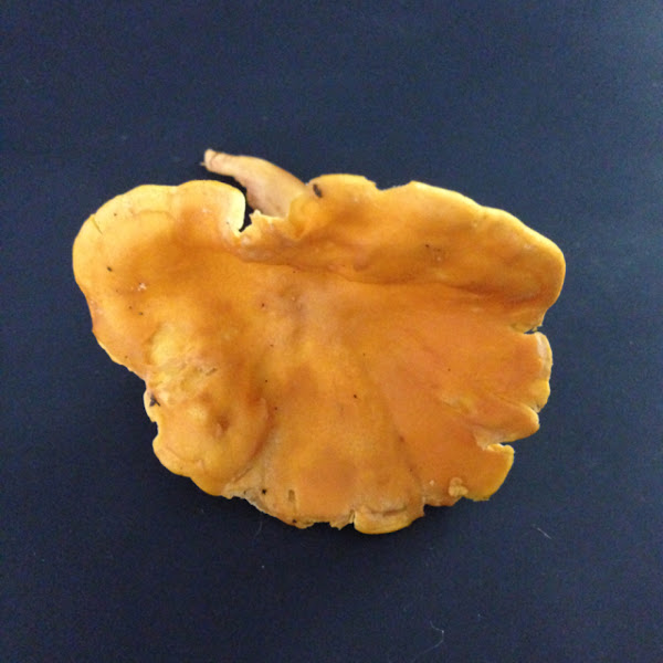 Smooth Chanterelle Project Noah