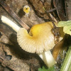 Yellow Fieldcap?