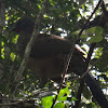 Plain Chachalaca