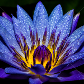 by Kokien Photography - Flowers Single Flower