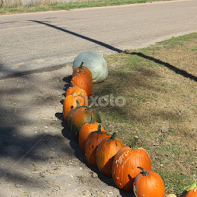 Pumpkins by Linda Poessnecker - Nature Up Close Trees & Bushes