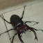Elephant Stag Beetle