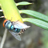 Blowfly or Bluebottle Fly