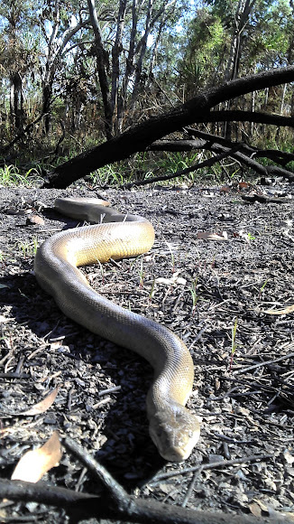 Water Python | Project Noah