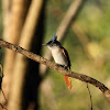 Asian paradise flycatcher (female)