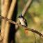 Asian paradise flycatcher (female)