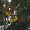 Copperpod, Golden Flamboyant, Yellow Flamboyant, Yellow Flame Tree, Yellow Poinciana, (பெருங்கொன்றை)