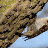 Brown Creeper