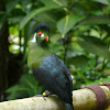 White-cheeked Turaco