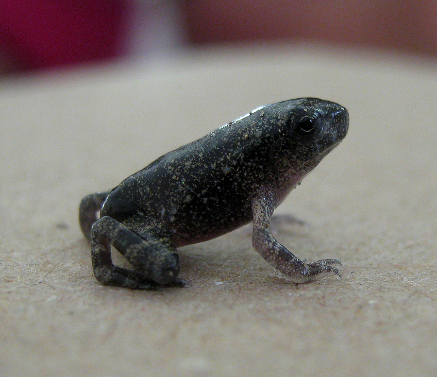 Pygmy Stone Frog