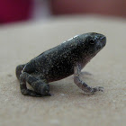 Pygmy Stone Frog