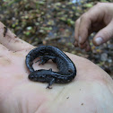 Small Mouth Salamander