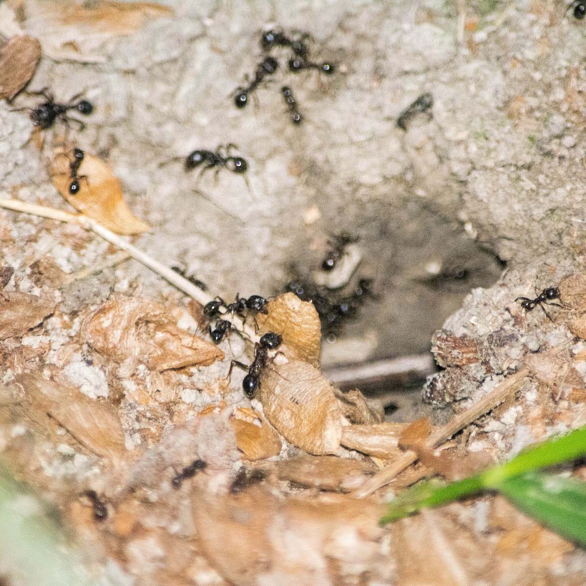 ants nest