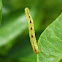 Eupithecia inchworm
